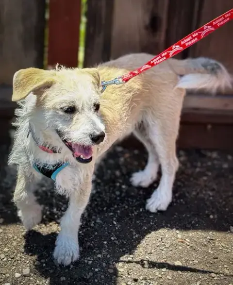 Pokey photo 3
