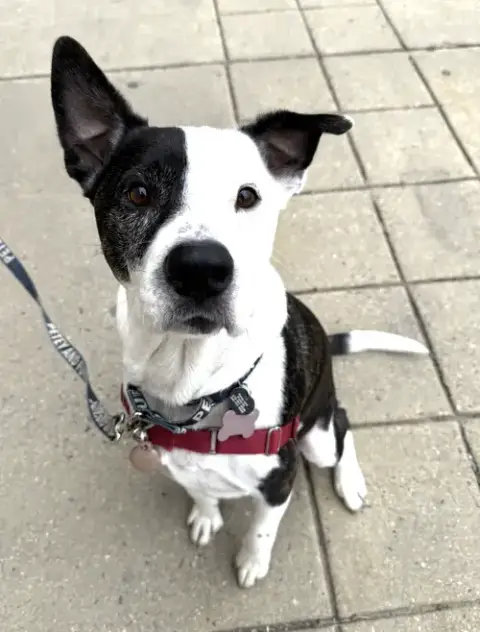 Petey photo 4