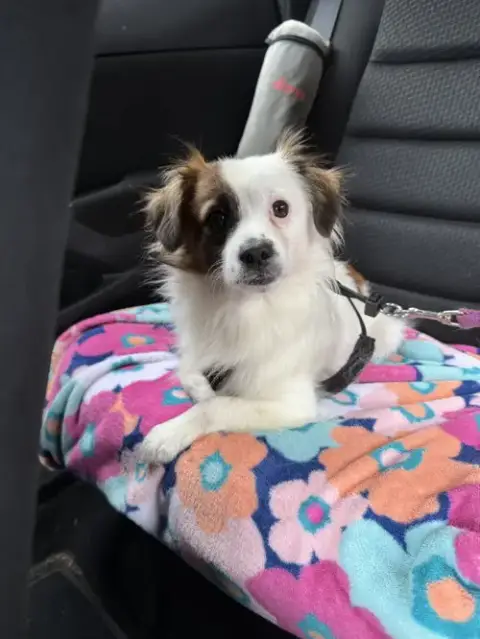 Truman
