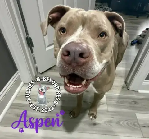 Aspen photo 3