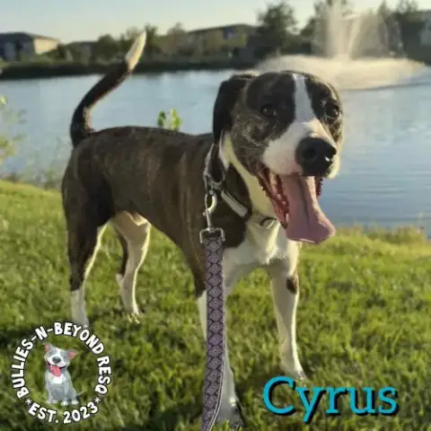 Cyrus