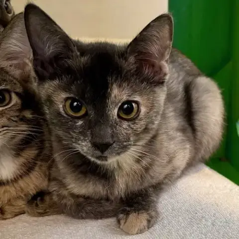 Kittens Available! photo 4