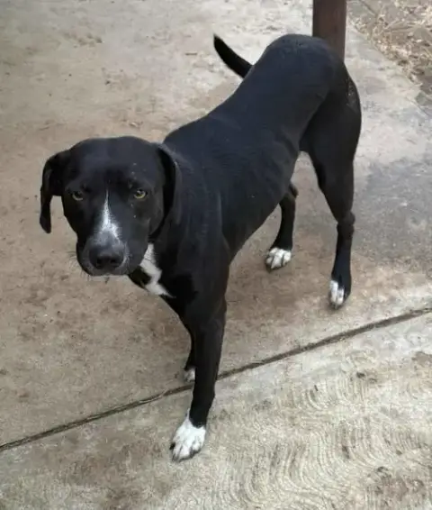 Domino