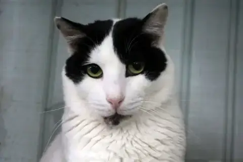 Bosik photo 3