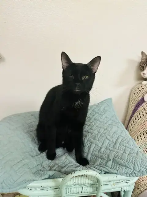 Ivan