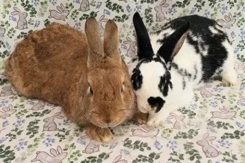 Cookie photo 4