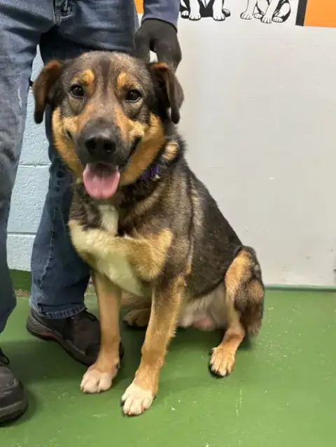Rex: At The Shelter photo 5
