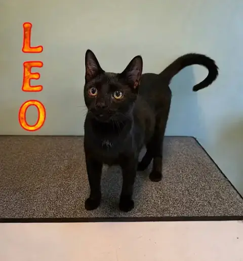 Leo photo 4