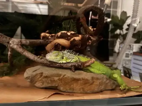 Creature photo 4