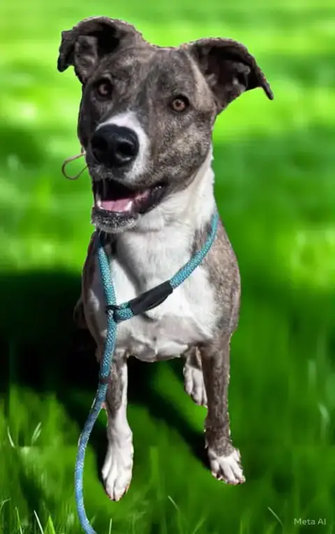 Sophia: Not At The Shelter