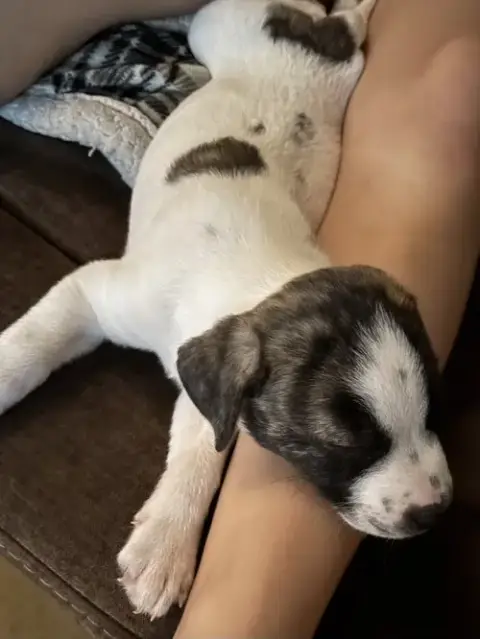 Bruiser