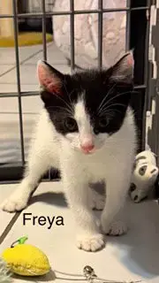 Freya photo 3