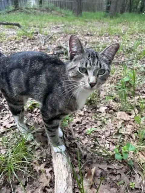Puss In Boots photo 2
