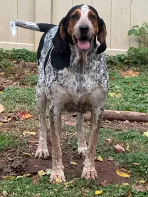 Henrietta Hound