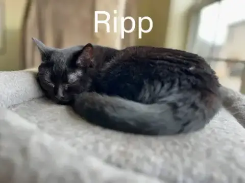 Ripp photo 2