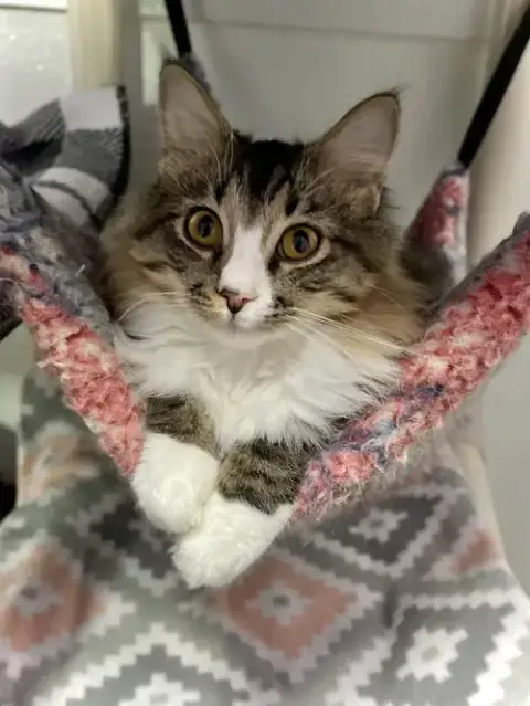 Oscar Ii photo 4