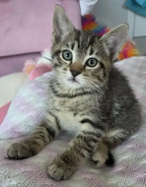Bernard