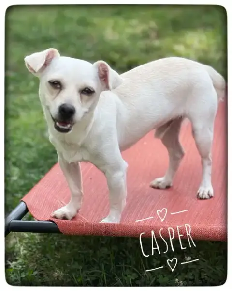 Casper photo 4