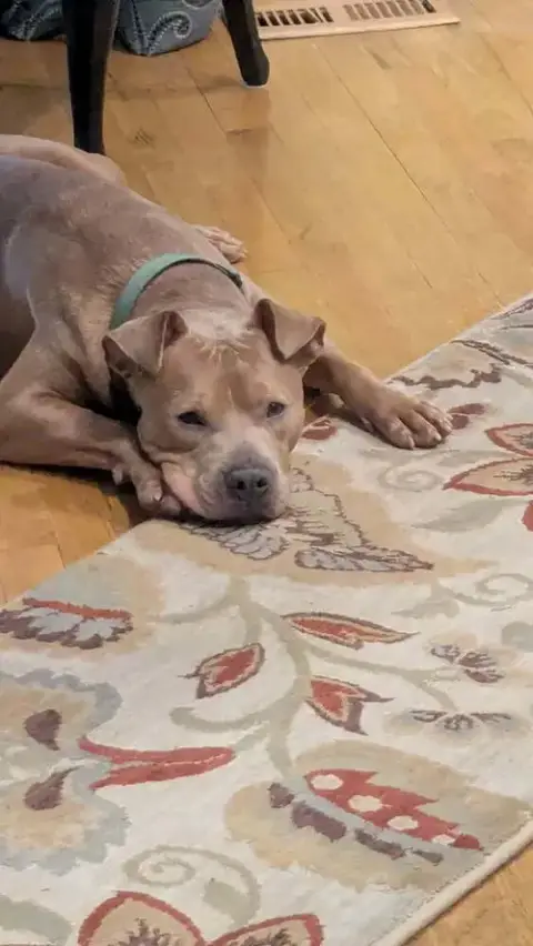 Duke