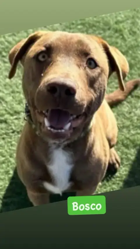 Bosco
