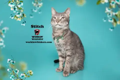 Stitch photo 2