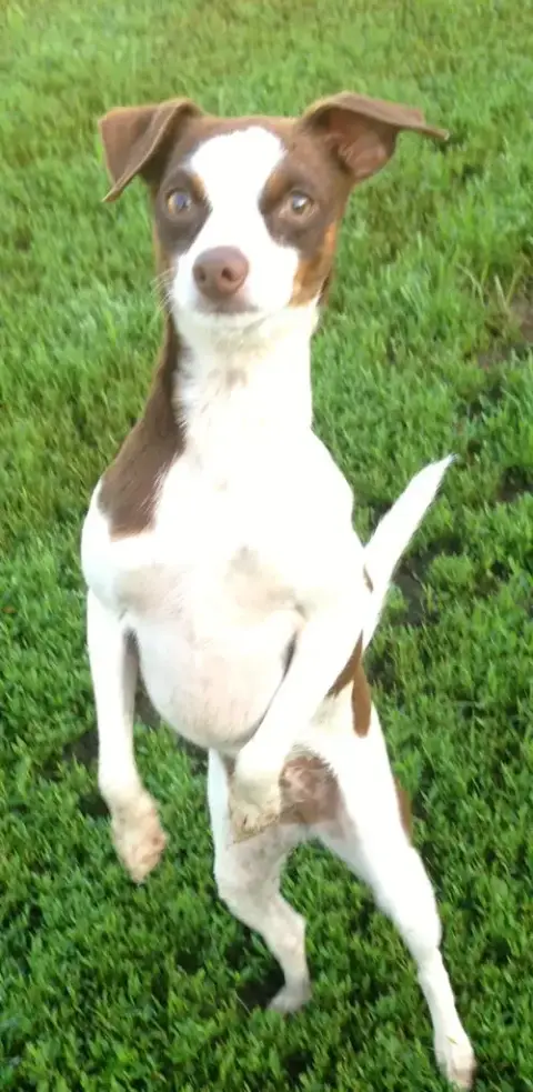 Sugar Sanctuary Dog photo 2