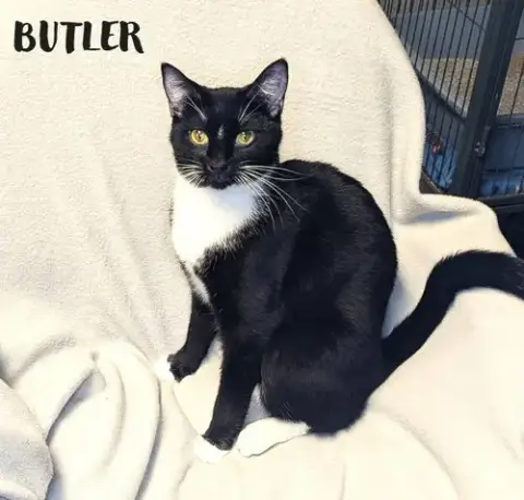 Butler photo 3