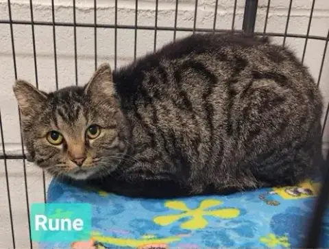 Rune