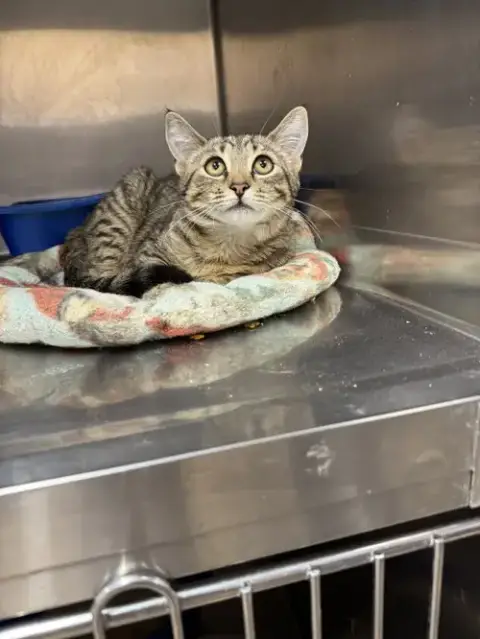 Mia