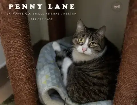 Penny Lane photo 2