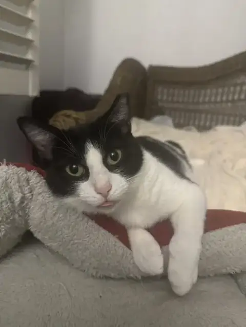 Charisma