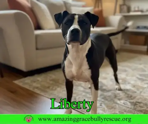 Liberty 3 photo 3