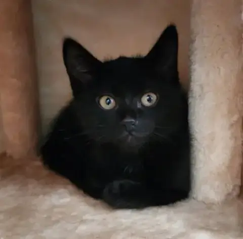Miss "E" Elliot *In Foster*