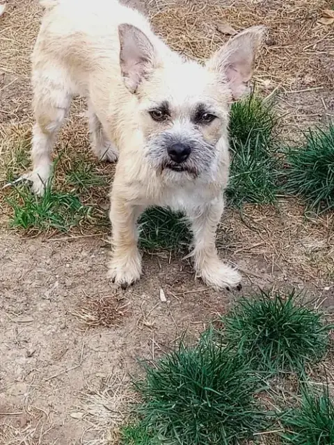 Kenzie A Cairn Terrier Mix Female