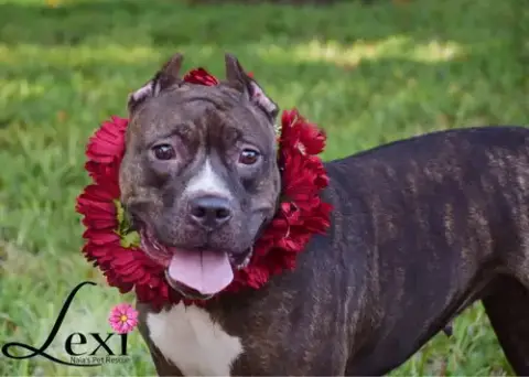 Lexi