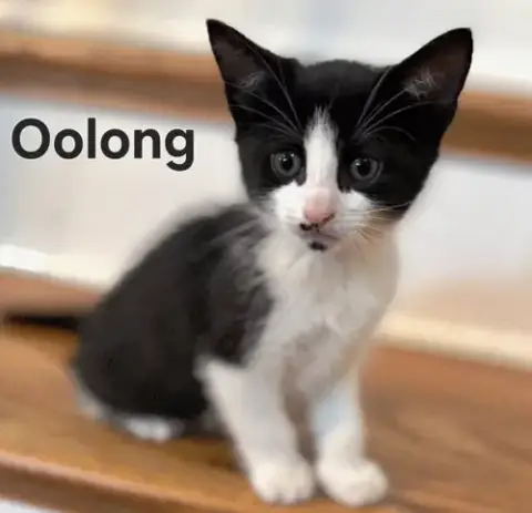 Kitten Oolong