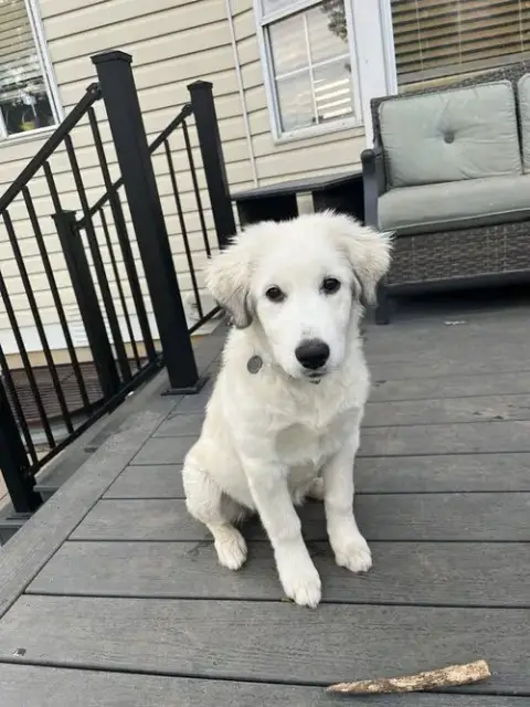 Sophie photo 5