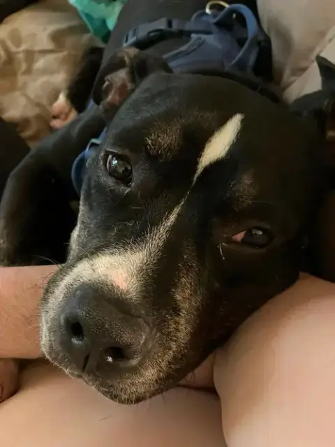 Bowser photo 2