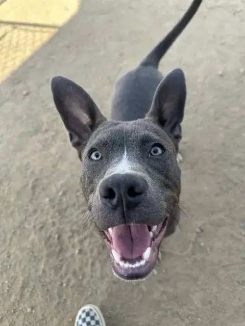 Baloo