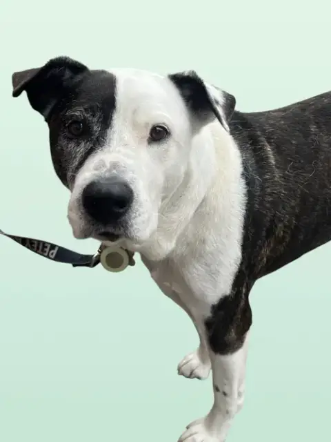 Petey