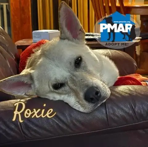 Roxie photo 2