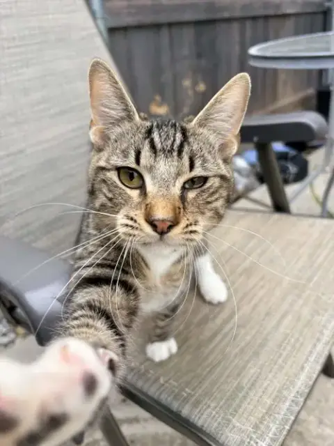 Jules