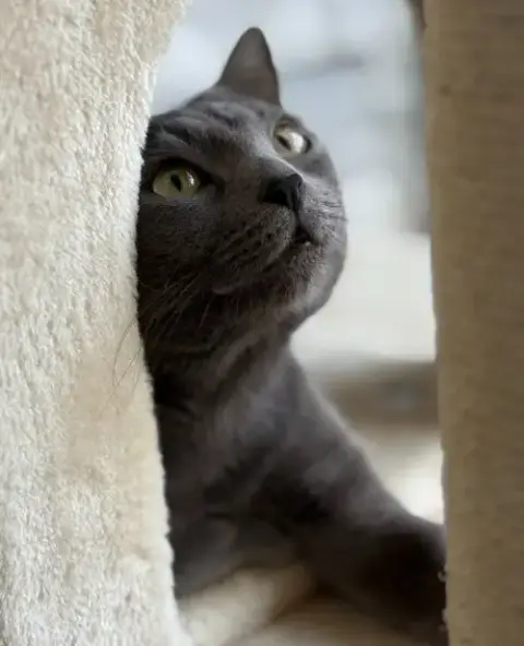 Nelly photo 2