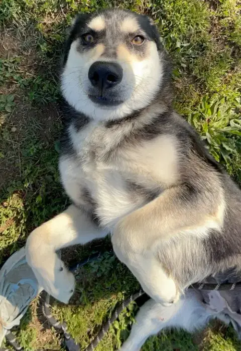 Stella photo 2