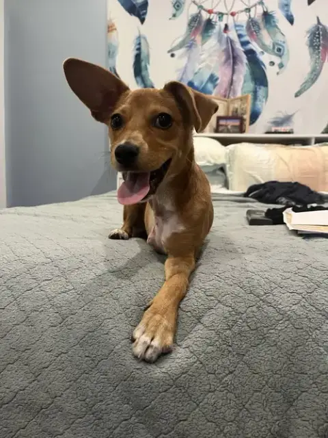 Maple photo 4