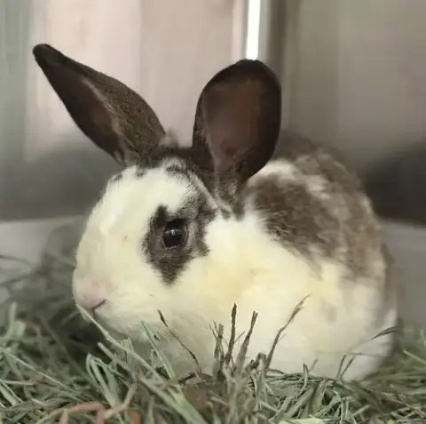 Oscar