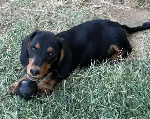 Odie photo 3