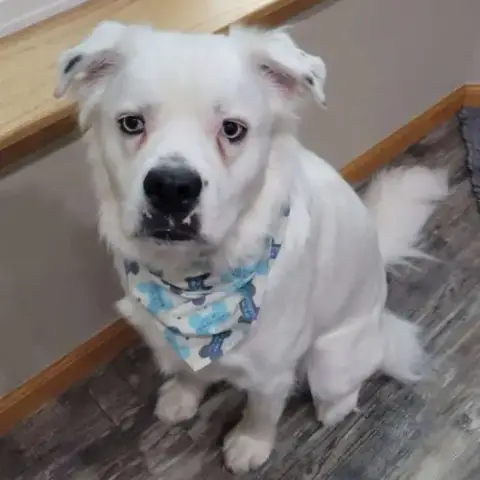 Falcor