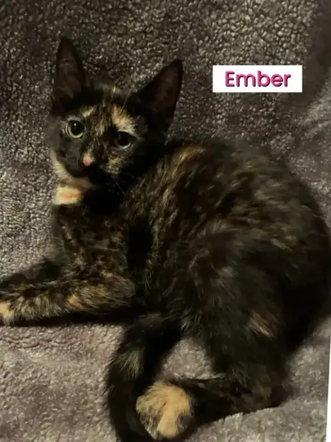 Kittens