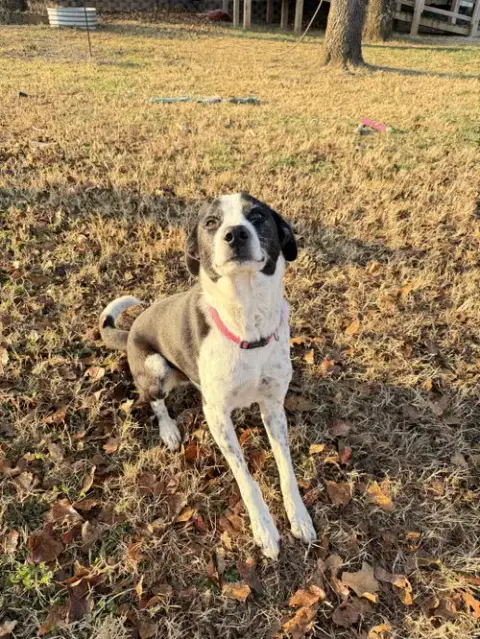 Bojangles